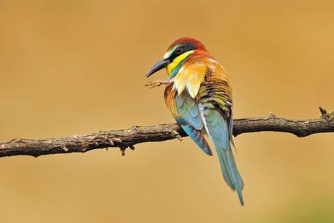 Bee eater Foto stock