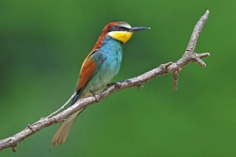 Bee eater Stock Photos