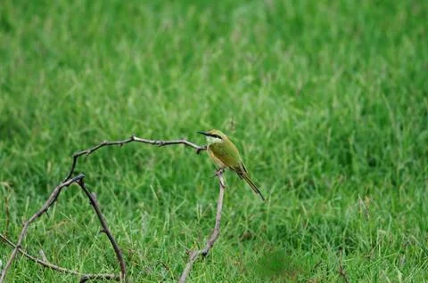 Bee Eater Stock Photos