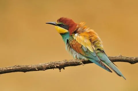 Bee eater Stock Photos