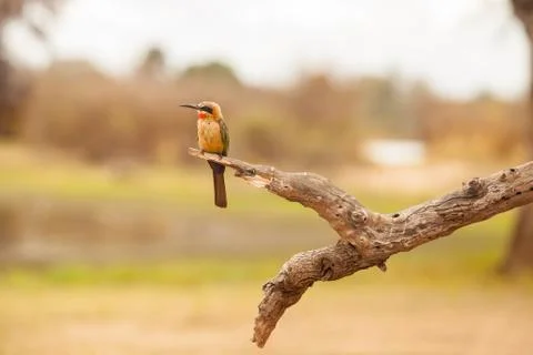 Bee-eater Stock Photos