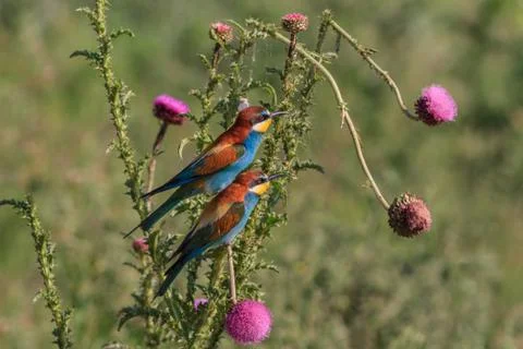 Bee-eater Stock Photos