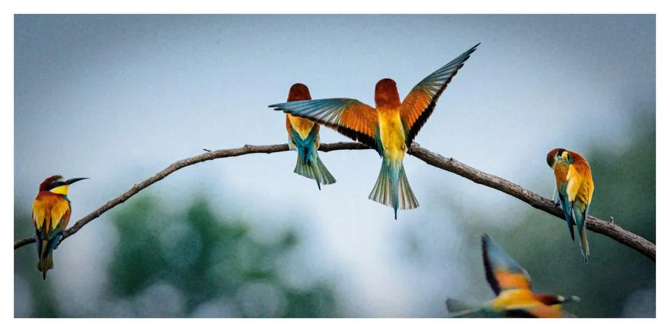 Bee-eater Stock Photos