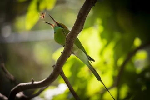 Bee Eater Stock Photos