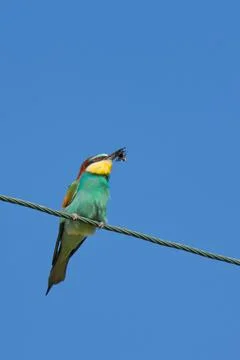 Bee-eater Stock Photos
