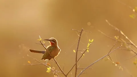 Bee eater preening with sunrise background Stock Footage 304831476