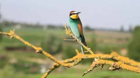 Bee-eater on a red branch sings and looks around Stock Footage 170696009