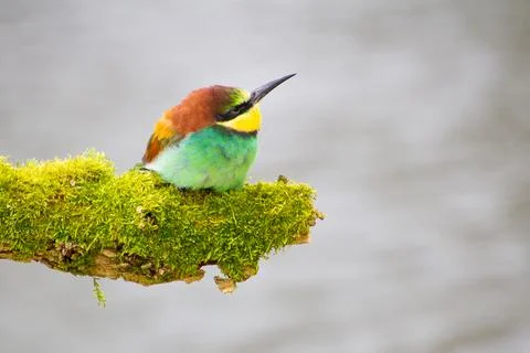 Bee-eater resting on a pole, having a break, watching and observing. Stock Photos
