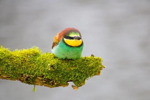 Bee-eater resting on a pole, having a break, watching and observing. Stock Photos