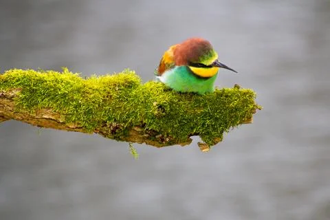 Bee-eater resting on a pole, having a break, watching and observing. Stock Photos
