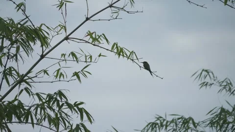 Bee-eater in Silhouette Perched on Branch in Cambodia Vídeo Stock 344568727
