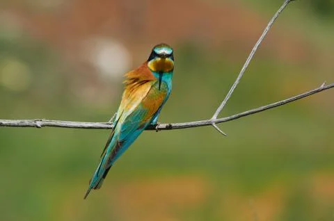 Bee-eater sit on a dry branch with a menacing look in the breeding season. Stock Photos