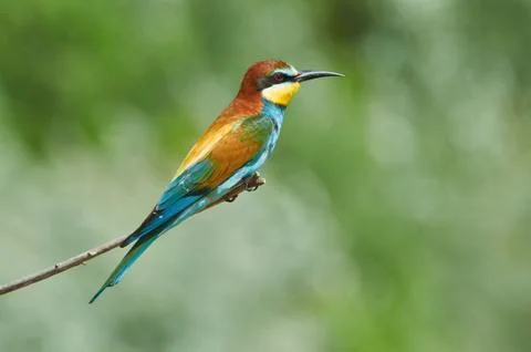 Bee-eater sits on a branch during the breeding season in the natural habitat. Stock Photos