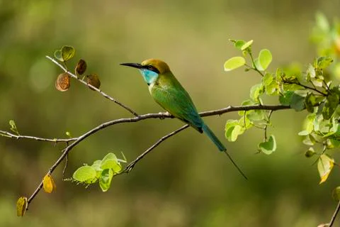 Bee eater sits on a branch Stock Photos