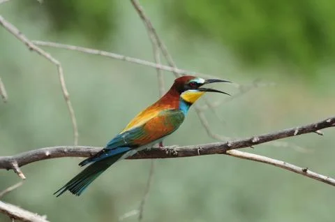 Bee-eater sits on a dry branch near its burrow during the breeding season. Stock Photos