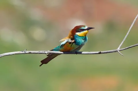 Bee-eater sits on a thin branch and scratches the neck with its paw. Stock Photos