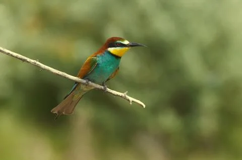 Bee-eater sits on a thin dry branch against a backdrop of a sand quarry in it Stock Photos
