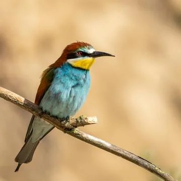 Bee-eater sitting on the branch 02 Stock-Fotos