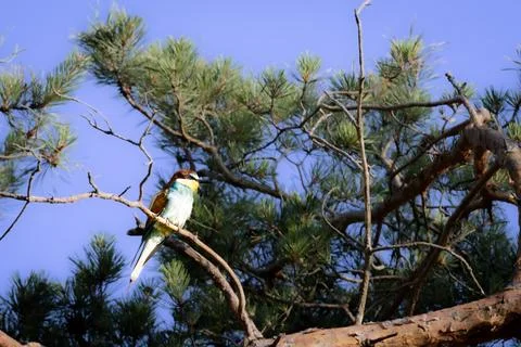 Bee-eater sitting on a branch, Merops apiaster Stock Photos