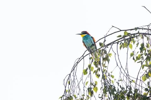 Bee-eater sitting on a branch, Merops apiaster Stock Photos
