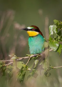 Bee-eater sitting on the branch Stock-Fotos