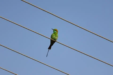 A bee eater sitting on the wire Stock Photos