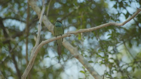 Bee Eater-Sri Lanka Stock Footage 235530132