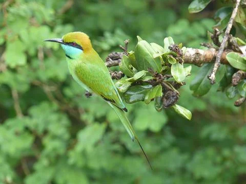 Bee eater Sri Lanka Stock Photos