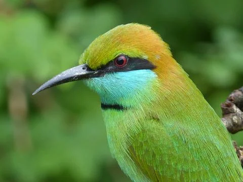 Bee eater Sri Lanka Stock Photos