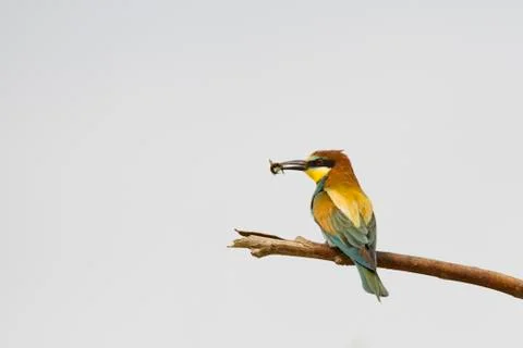 Bee eater on the white background Stock Photos