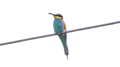 Bee-eater on a wire with prey for chicks Видео 140259745