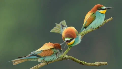 Bee eaters fighting Stock Footage 99121062