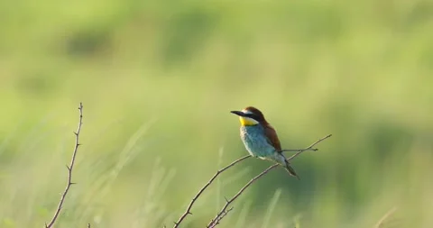 The Bee eather standing on a branch in a windy sunny day. Stock Footage 204099126