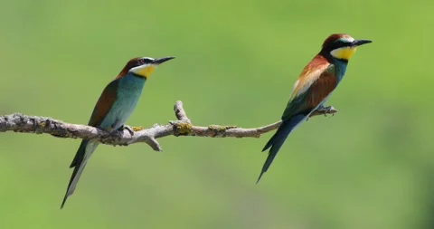 The Bee eather standing on a branch in a windy sunny day. Stock Footage 204099130