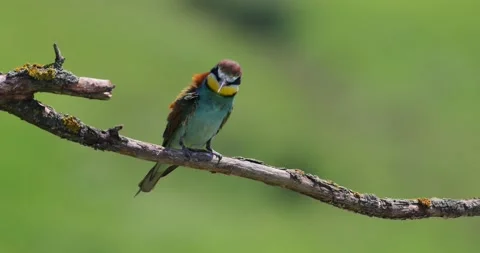 The Bee eather standing on a branch in a windy sunny day. Stock Footage 204099133