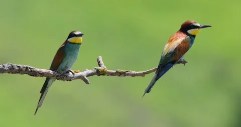 The Bee eather standing on a branch in a windy sunny day. Stock Footage 204099134