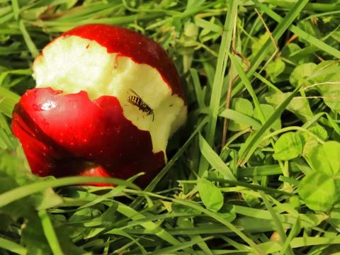Bee Eating An Apple Stock Photos
