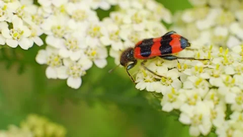 Bee-eating Beetle Trichodes apiarius insect macro slow motion Видео 296098430