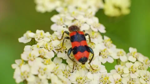 Bee-eating Beetle Trichodes apiarius insect macro slow motion 스톡 동영상 296153023