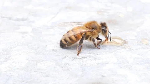 Bee eating a drop of honey. Bee gathering honey with proboscis. Apis mellifera. Stock Footage 113184416