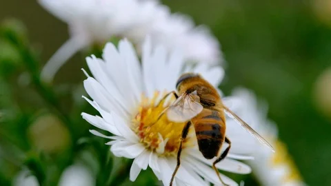 Bee eating dscf3627 HD Stock Footage 94520255