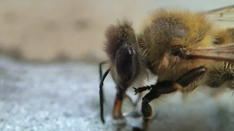 Bee eating 스톡 동영상 161311274