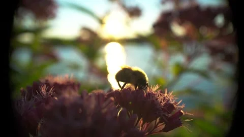 Bee eating 動画素材 196763799
