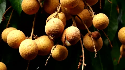 Bee is eating longan fruit on tree , out door Chiangmai Thailand. Stock Footage 279560224