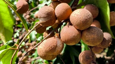 Bee is eating Longan fruit  on tree, outdoor Chiangmai Thailand. Stock Footage 314200325