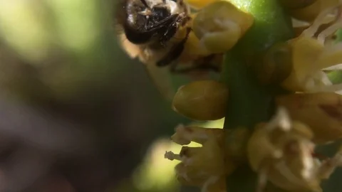 Bee eating nectar 1 Stock-Footage 97949904