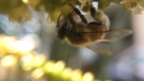 Bee eating nectar 2 Stock-Footage 97950836