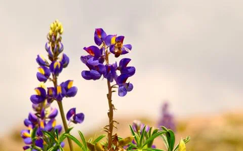 Bee Eating Nectar 写真素材