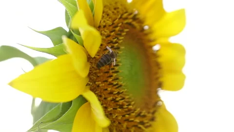 Bee eating nectar from sunflower. Stock Footage 132859465