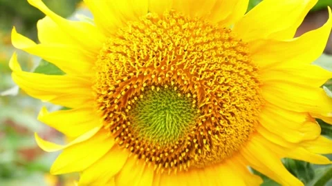 Bee eating nectar sunflower Stock Footage 156307312